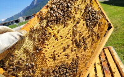 A great surprise for our bees