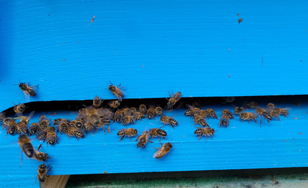 [HAPPY CULTURE] Les abeilles sont prêtes pour affronter l’hiver !