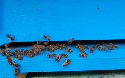 [HAPPY CULTURE] Les abeilles sont prêtes pour affronter l’hiver !